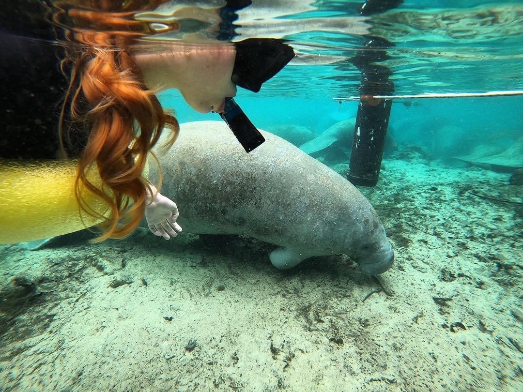 Top Places to Find Manatees in Florida -Best Tour Recommendations