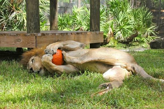 McCarthy’s Wildlife Sanctuary Review