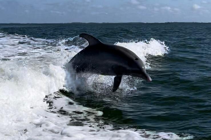 Cape Coral Private Dolphin Boat Tours