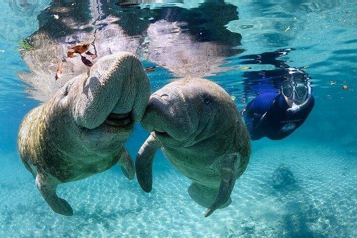Waterfront Adventures Crystal River Manatee Swim: Reviews, Prices & What to Expect