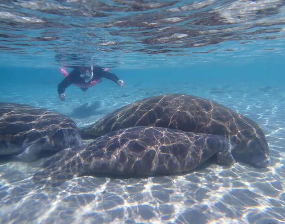 Manatee Adventures Crystal River: Guided Swim Tour Reviews, Prices & What to Expect