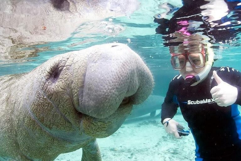 Fun 2 Dive Crystal River Manatee Tours: Reviews, Prices & What to Expect